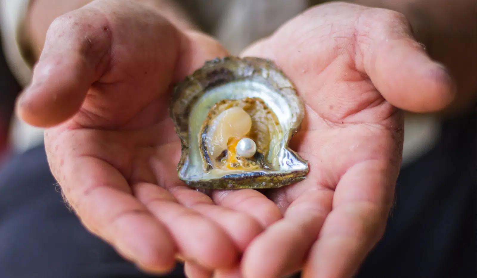 In the hands of a Broken Bay Pearl Farmer sits an Akoya Pearl Oyster, opened and showing a stunning Australian Akoya pearl - untouched by chemicals or enhancements.