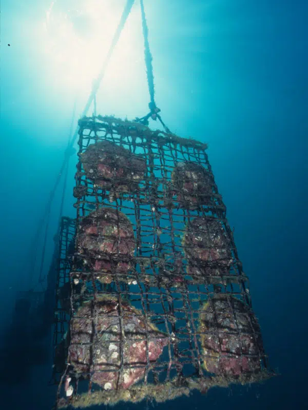 An image of an Australian South Sea pearl oyster panel underwater.