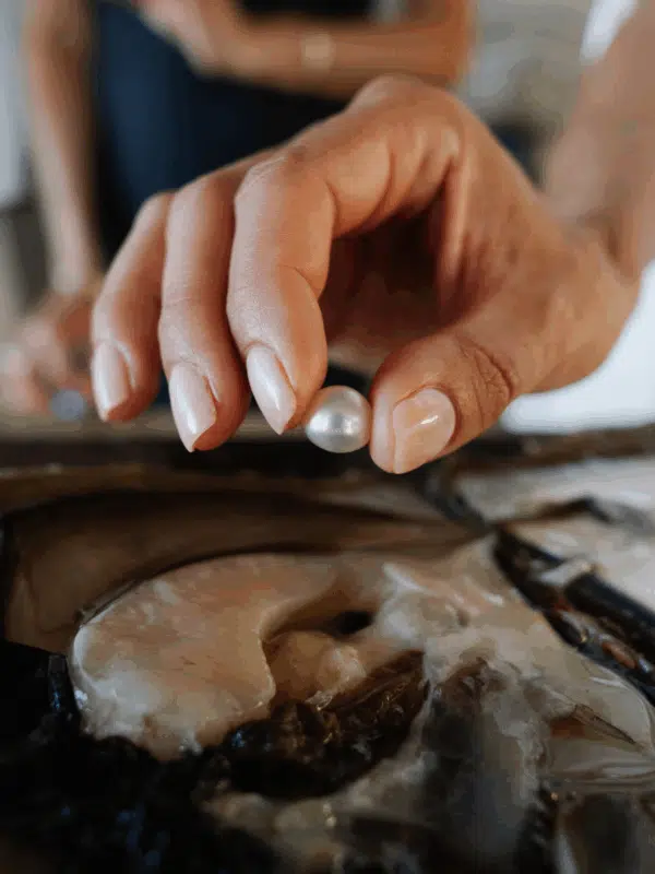 A stunning Australian South Sea pearl sits on a freshly shucked Australia South Sea oyster after being harvested at a Live Harvest tour which can be experienced at both our Cygnet Bay Pearl Farm and our Broome Showroom.