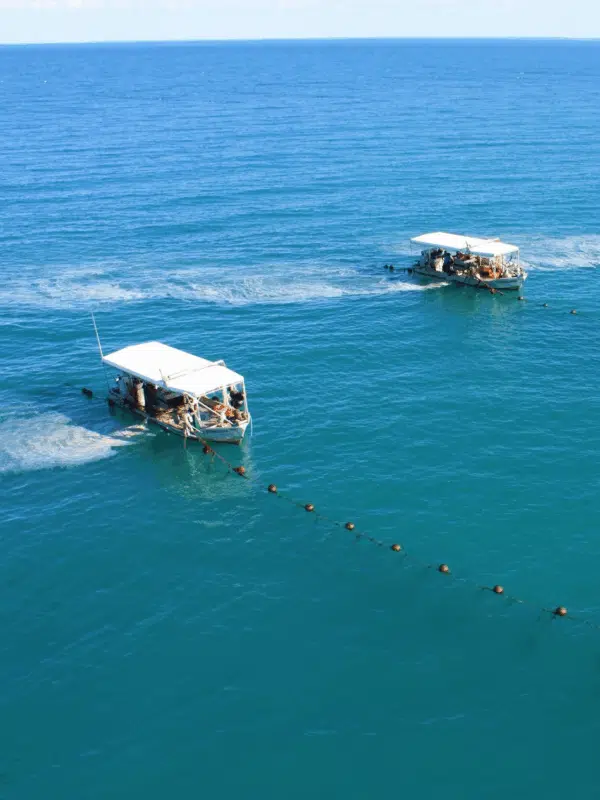 A photo of pearling vessels moving along the lines, cleaning the shells within the panels.