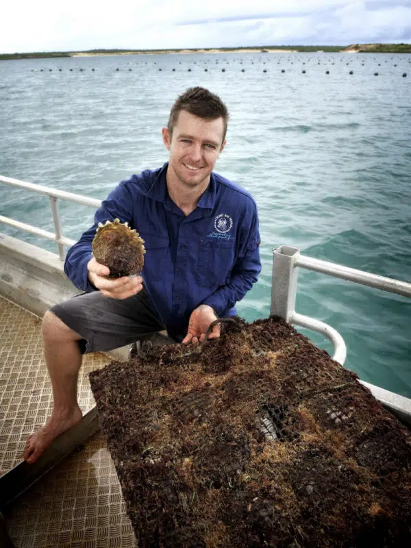 James Brown, the managing director of Pearls of Australia, holds an Australian South Sea pearl oyster in one hand, while resting his other hand on the Pearl oyster panel that the oyster would have been within. In the distance are the longlines of pearl oyster panels.