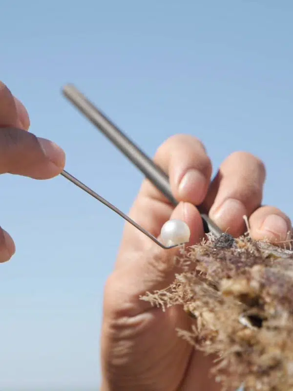 A pearl technician carefully extracts a lustrous Australian South Sea pearl from it's oyster with his tools.