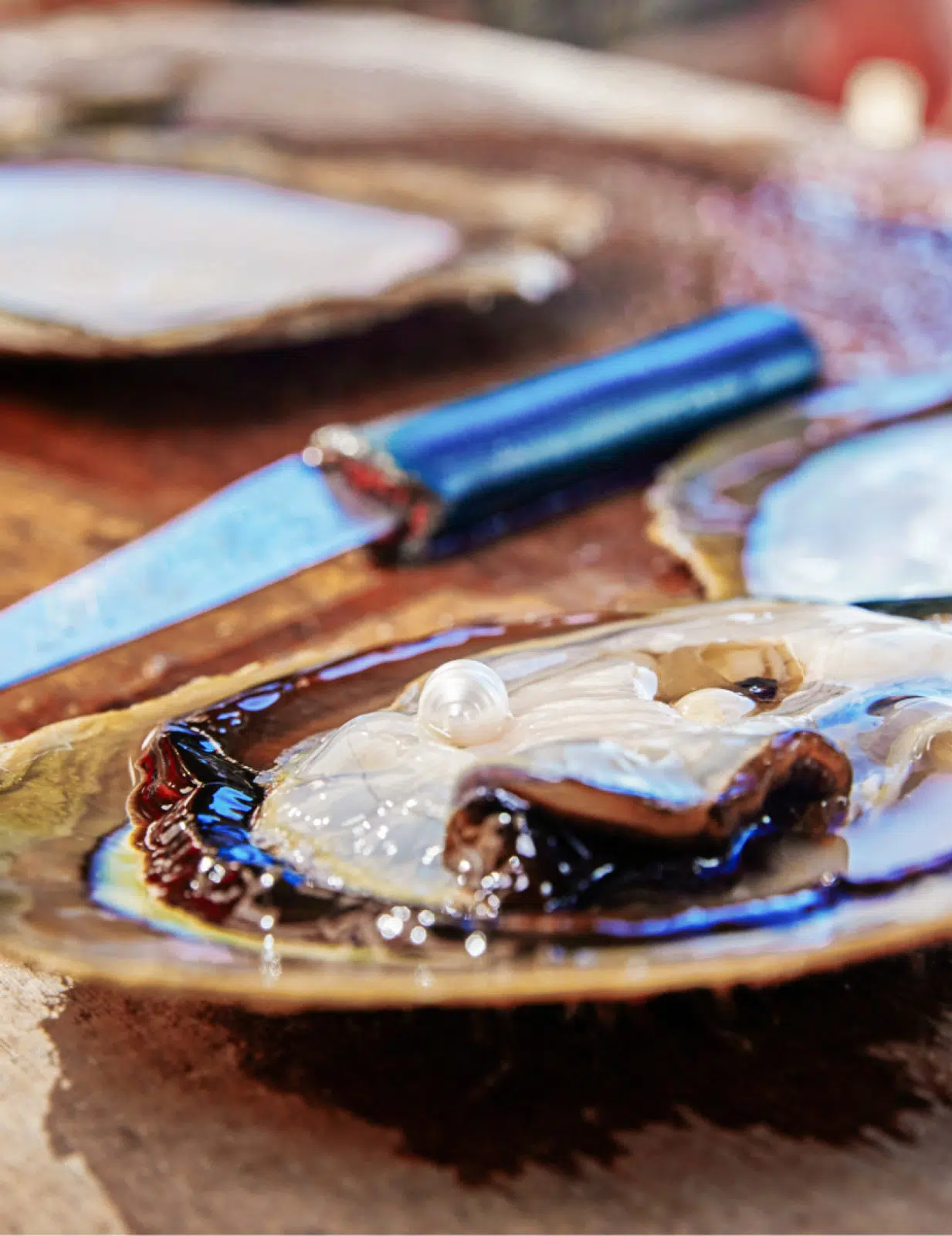 A stunning Australian South Sea pearl sits on a freshly shucked Australia South Sea oyster after being harvested at a Live Harvest tour which can be experienced at both our Cygnet Bay Pearl Farm and our Broome Showroom.