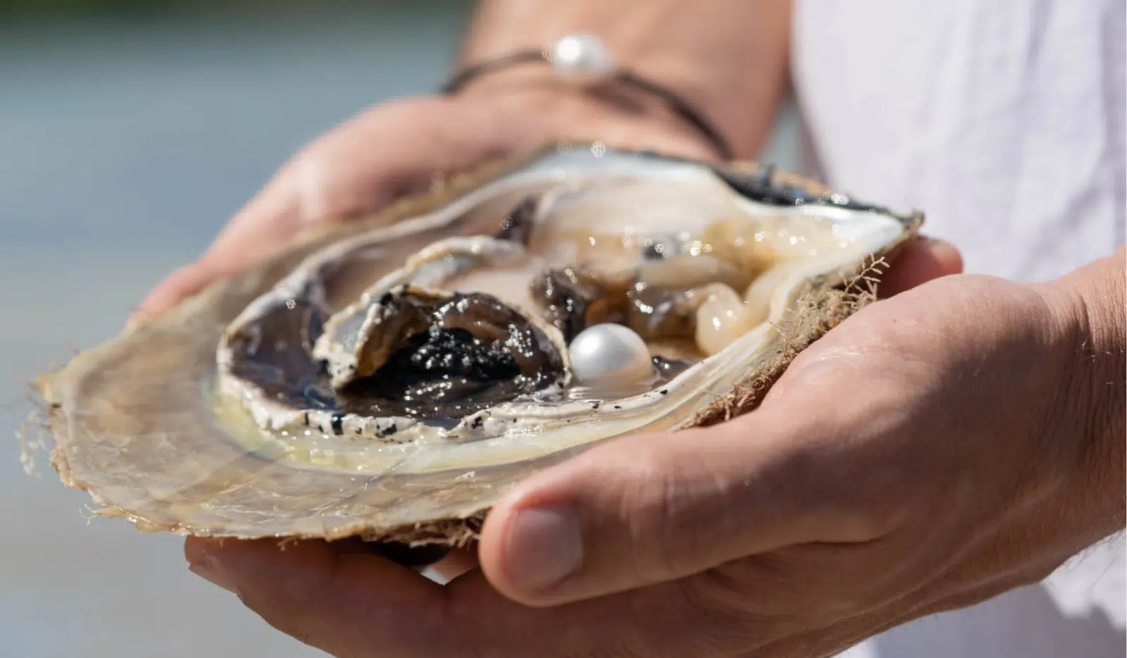 In both hands sits an Australian South Sea Oyster after being harvested to reveal a huge Australian South Sea pearl - shining in its natural colour and lustre.